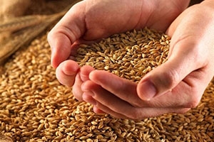 احتياط سوريا من القمح يكفي لستة أشهر
