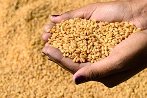للمرة الأولى منذ بدء الحرب.. إنتاج سورية من القمح يرتفع 12% إلى 1.8 مليون طن في 2017