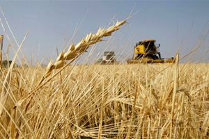موسم قمح مبشّر في اللاذقية: استنفار للحصاد وتسهيلات للمزارعين
