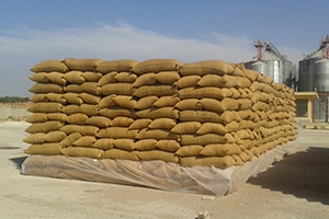 المصرف الزراعي يخصص 5 مليارات ليرة لشراء محصول القمح للموسم الحالي