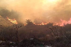 تقرير: 630 حريقاً خلال أربع سنوات التهمت 717,6 هكتاراً من غابات اللاذقية