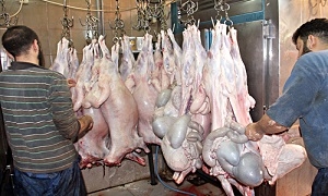 مدير تموين طرطوس: دورياتنا تركز على محال بيع اللحوم