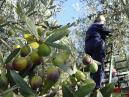 تراجع إنتاج سورية من  الزيتون بنسبة 20 بالمئة خلال العام الحالي