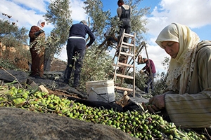 القطاع الزراعي في سورية... تدهور متسارع وتراجع حاد بالصادرات وتقلص بالمساحات الزراعية