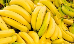 مسؤول: أسعار الموز سترتفع إلى أكثر من 1500 ليرة للكيلو الواحد..والحكومة وراء ارتفاع البطاط