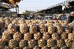 هل سيتم تصدير البطاطا إلى الأردن؟