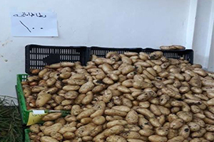السورية للتجارة تستجر فائض حقول البطاطا..وتبيعه في صالاتها بـ ١٠٠ ليرة للكيلو