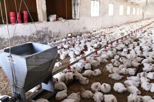 الكارثة لم تقع بعد.. 80% من مربي الدجاج البياض في سورية خرجوا عن الخدمة بسبب ارتفاع تكاليف الإنتاج: أين الحلول؟