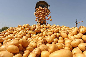 مسؤول يتهم الحكومة ويقول: هدف صفقة إستيراد البطاطا ضرب الإنتاج السوري