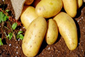إنتاج البطاطا في (خبر كان)..وخيبة مبكرة للمزارعين!