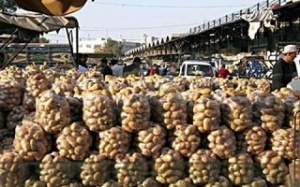 لجنة مصدري الخضار والفواكه تحمل الحكومة مسؤولية ارتفاع سعر البطاطا