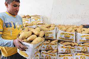 سورية تستورد 25 ألف طن من البطاطا.. وكشتو يقول: الأسعار ستنخفض قريباً
