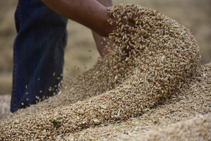 أسعار السلع تنخفض عالميا وترتفع محليا.. الفلاح يبيع القمح بـ 1900 ليرة ويشتري البرغل بـ 7 آلاف 