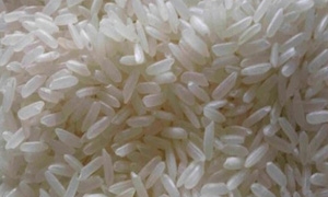 مسؤول: زراعة الأرز المروي  في سورية قيد التجربة