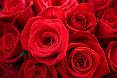 بسبب عيد الحب.. الشمعة بين 200-1500 ليرة و الوردة الحمراء بـ1000 ليرة
