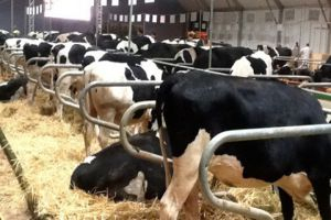 زراعة ريف دمشق: رسائل sms للاطمئنان على صحة الأبقار المستوردة