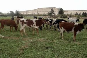 سعر البقرة الألمانية المستوردة إلى سورية مليون و464 ألف ليرة