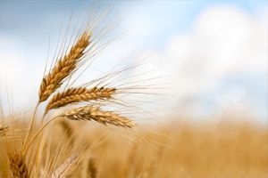 مؤسسة الحبوب تبدأ باستلام موسم القمح بأكثر من 1600 طن