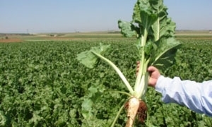 القطاع الزراعي السوري خلال الأزمة..تراجع بالمحاصيل وصعوبات بالجملة