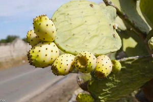 أغلى من الذهب.. زيت مغربي مستخرج من (فاكهة الصبار) يجتاح أسواق العالم