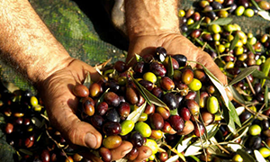 تراجع إنتاج الزيتون والعنب في درعا
