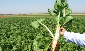 زيادة مخصصات المازوت للمحاصيل في حماة