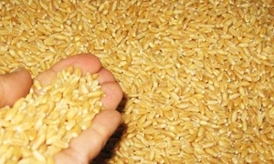 مؤسسة الأعلاف تستعد لطرح 100 ألف طن من الذرة و50 ألف طن صويا في الأسواق بسعر مدعوم