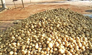 وزارة الزراعة تطالب بتخفيض الرسوم الجمركية على بذور البطاطا المستوردة
