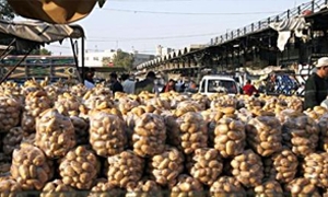 مدير عام الخزن والتسويق : انتهاء قرار منع تصديرالخضار يرفع كيلو البطاطا إلى 100 