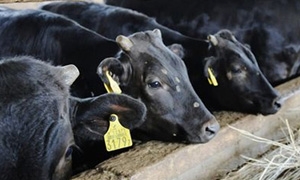 اتحاد غرف الزراعة: تشكيل لجنة مختصة لاستيراد الأبقار والعجول بعد الانخفاض الكبير