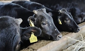 تمويل المصرف الزراعي لاستيراد الأبقار