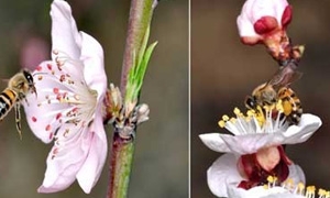 الزراعة تدرس إمكانية استخدام النحل الطنان في عملية التلقيح لاعتبارات اقتصادية وبيئية