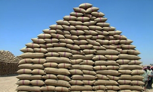 مؤسسة الحبوب تستلم 970 ألف طناً من القمح و119.5 ألف طن من الشعير لغاية الآن