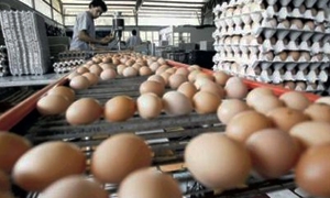 مؤسسة الدواجن تنتج 95 مليون بيضة خلال سبعة أشهر