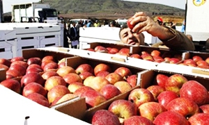 1500 طن من التفاح الجولاني يدخل الأسواق المحلية مجدداً