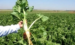 محافظ حماة: تمت زيادة مخصصات المحصولات الزراعية من مادة المازوت