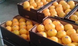 تصدير 40 ألف طن من الحمضيات والتفاح والخضر إلى الأسواق الروسية