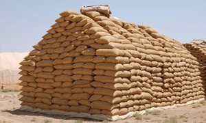  مدير عام مؤسسة الحبوب :تحويل 10 مليار ليرة للمصارف الزراعية للبدء بدفع ثمن القمح للفلاحين 