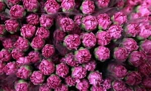 نحو مليون دولار صادرات سورية من الأزهار منذ بداية العام 2015