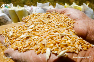 مؤسسة الحبوب السورية تستلم أكثر من 650 ألف طن من القمح حتى الآن