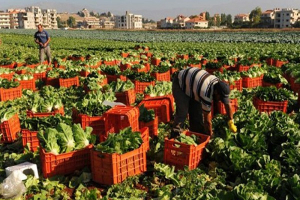  الصادرات الزراعية السورية تصل لـ 20 دولة بينها إيطاليا ودول أوروبية أخرى