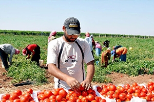 الأردن: 9 آلاف تصريح زراعة وبناء للسوريين