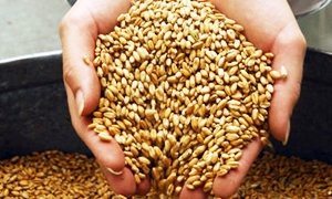 ارتفاع استيراد سورية من القمح إلى 2.4 مليون طن في 2013..وشركات عالمية تبدي استعدادها توريد السكر والأرز والقمح لسورية