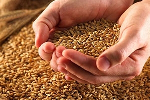 نحو نصف مليون طن إنتاج سورية من القمح خلال العام 2017