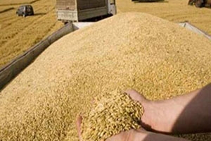 سورية تستورد أكثر من مليون و 250 ألف طن من القمح خلال العام 2017