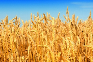 خبير: محصول القمح في سورية تحول من يد الحكومة إلى يد التجار رغم تراجعه إنتاجه!!