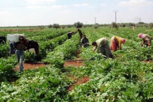 القطاع الزراعي السوري: 868.6 مليار ليرة إجمالي الأضرار والخسائر خلال الأزمة