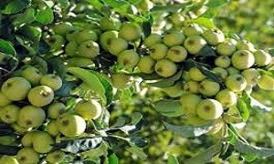 تخصيص 44 مليون ليرة لتعويض مزارعي التفاح من البرد في اللاذقية