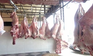 منعاً للبسطات.. منح تراخيص لبيع اللحوم