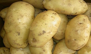 وزارة الزراعة توقف استيراد البطاطا من لبنان